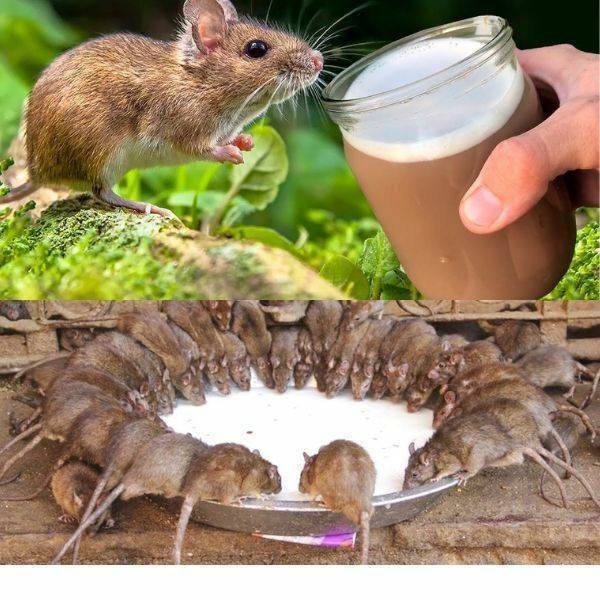 **Gli odori che i topi non sopportano: metodi efficaci per allontanarli da casa e proteggere l'isolamento termico**