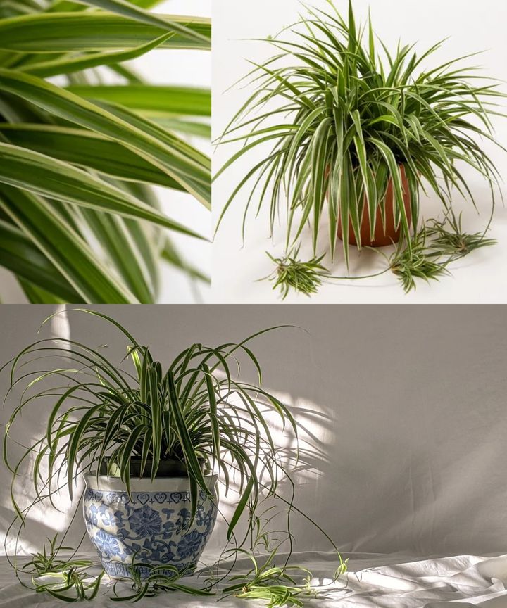 Se avete questa pianta, siete fortunati: ecco perché è oro puro in casa vostra