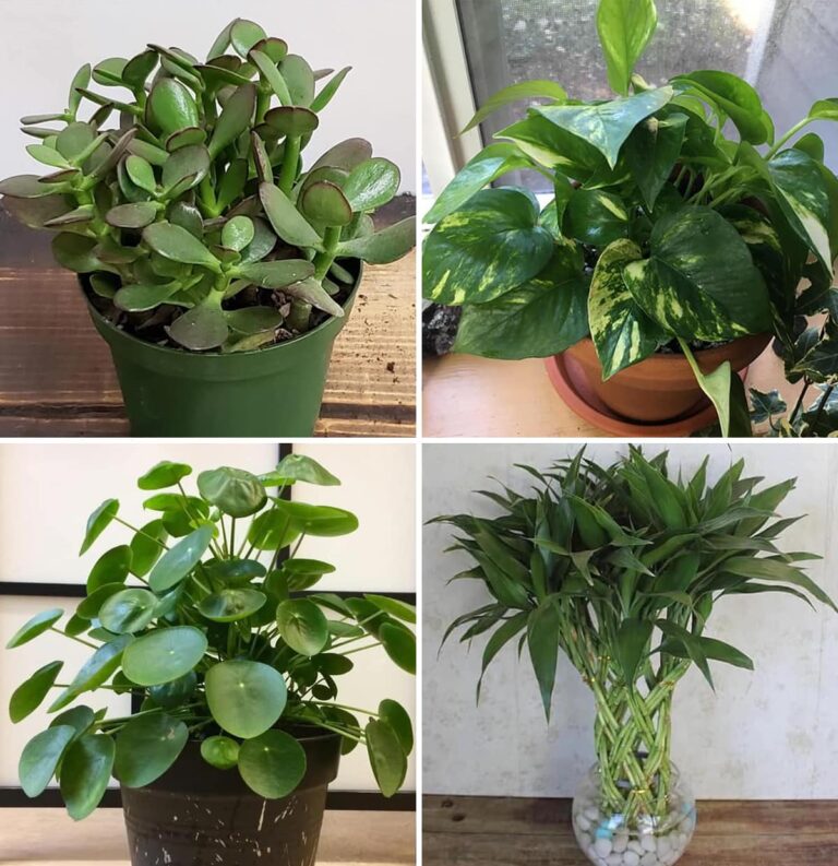 7 piante che attraggono energia positiva nella tua vita