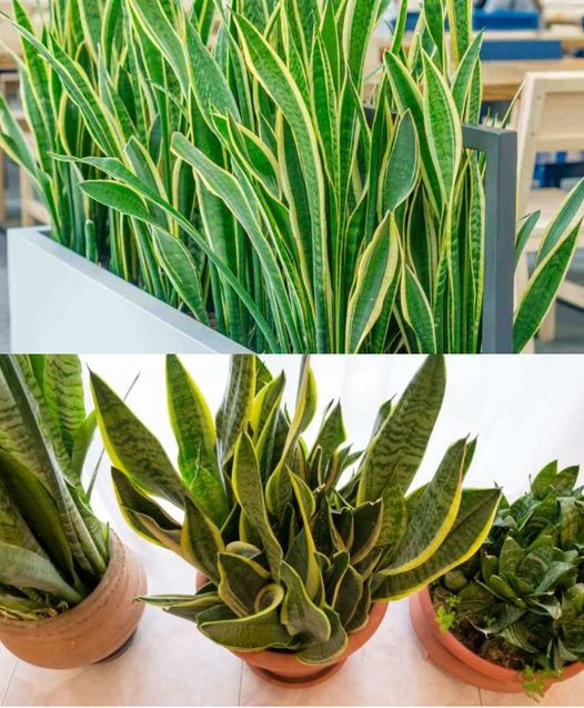 SONO FELICI COLORO CHE HANNO QUESTA PIANTA IN CASA: SONO FORTUNATI SENZA SAPERLO.