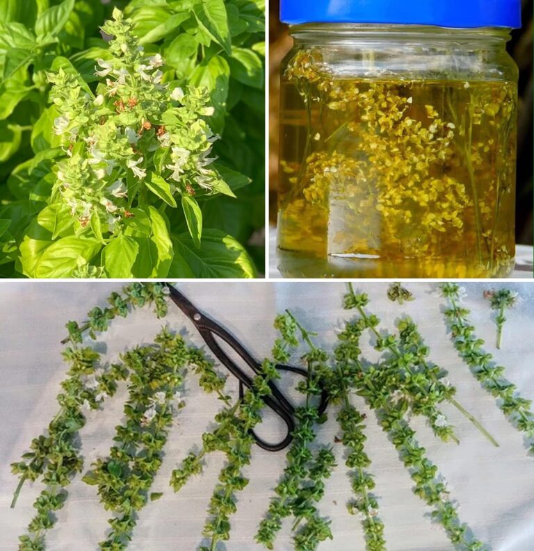 5 cose che puoi fare con i fiori di basilico: non gettarli via