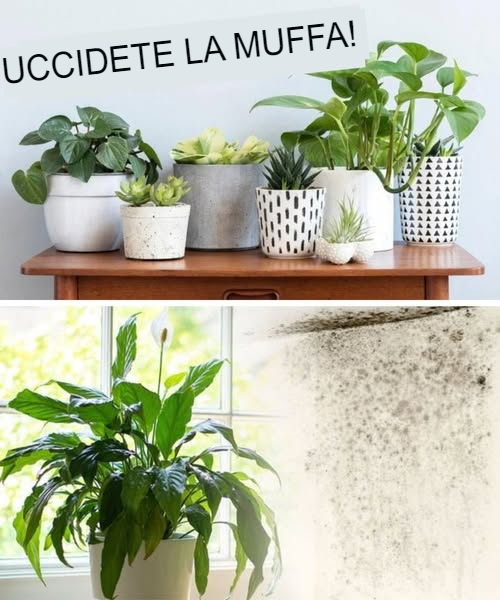 Stanchi di lottare contro la muffa nel bagno e nelle pareti