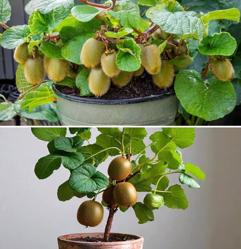 Come coltivare un alberello di kiwi in vaso