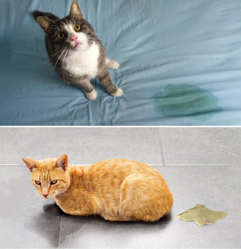 3 trucchi efficaci per eliminare il forte odore di urina dei gatti