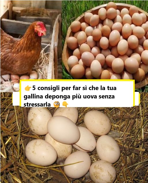 Alcuni consigli per aiutare la tua gallina a deporre più uova