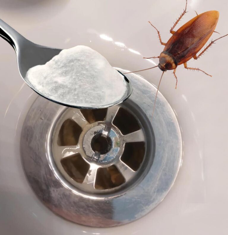 Addio scarafaggi in casa: il trucco naturale che evita che entrino e li elimina per sempre