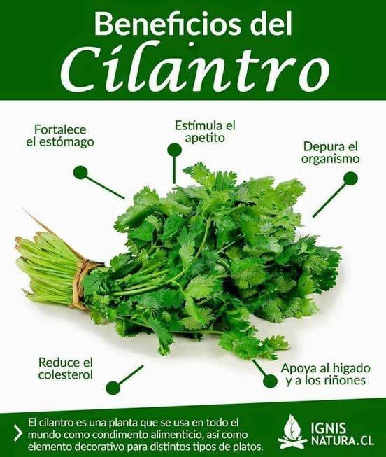 Los beneficios del cilantro