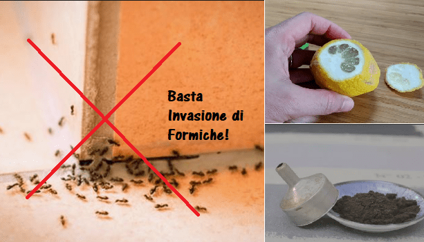 Come eliminare le formiche in casa con metodi naturali
