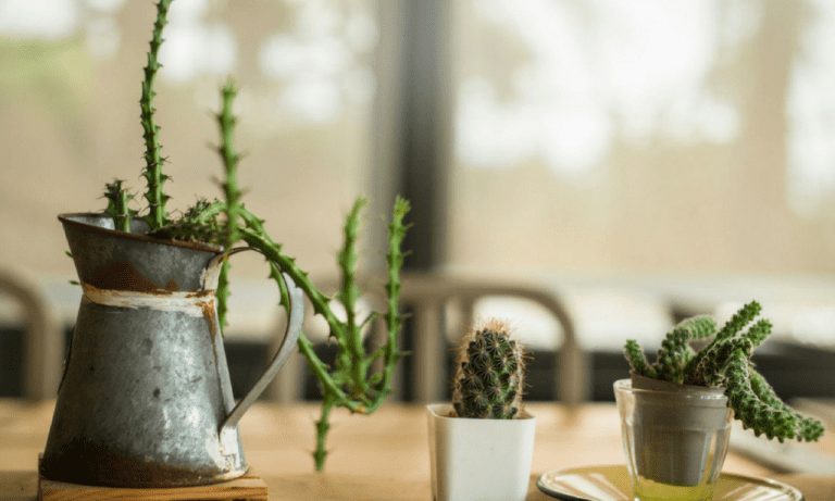 Piante grasse: come orientarsi nella scelta giusta