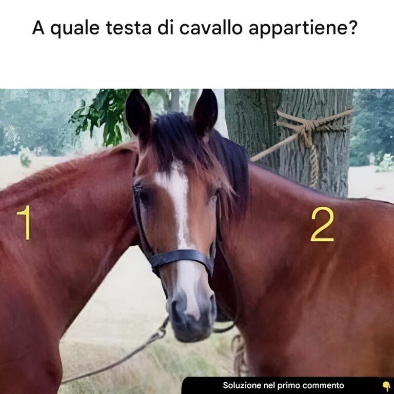A quale cavallo appartiene la testa?