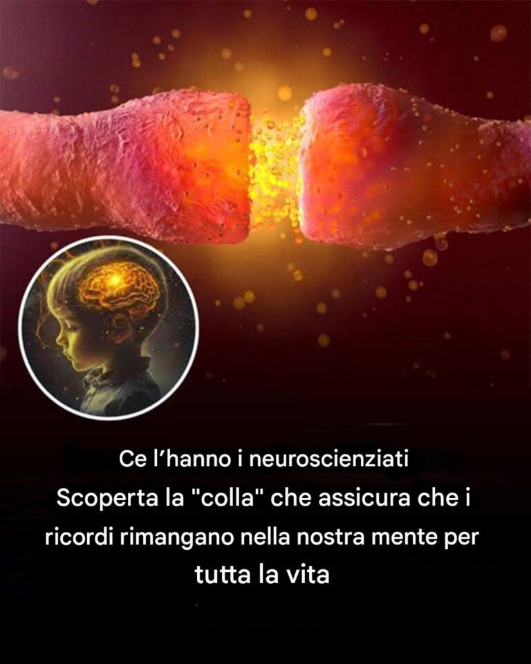 I neuroscienziati scoprono finalmente la colla che plasma i ricordi per tutta la vita