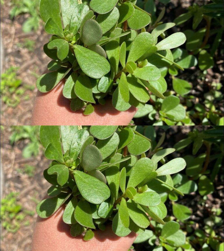 Portulaca nel tuo giardino: 8 motivi per non ucciderla