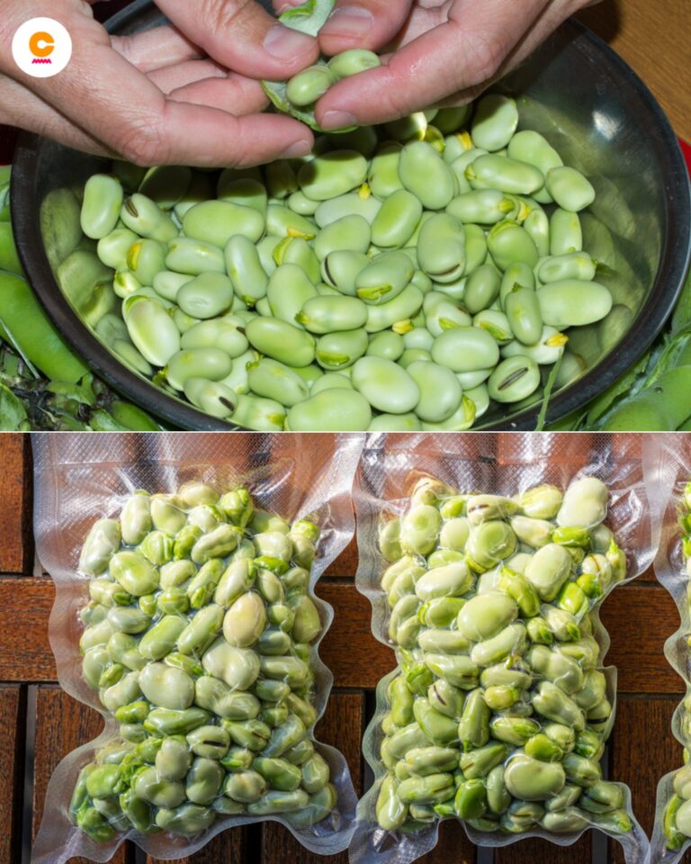 Il metodo per conservare le fave fresche a lungo