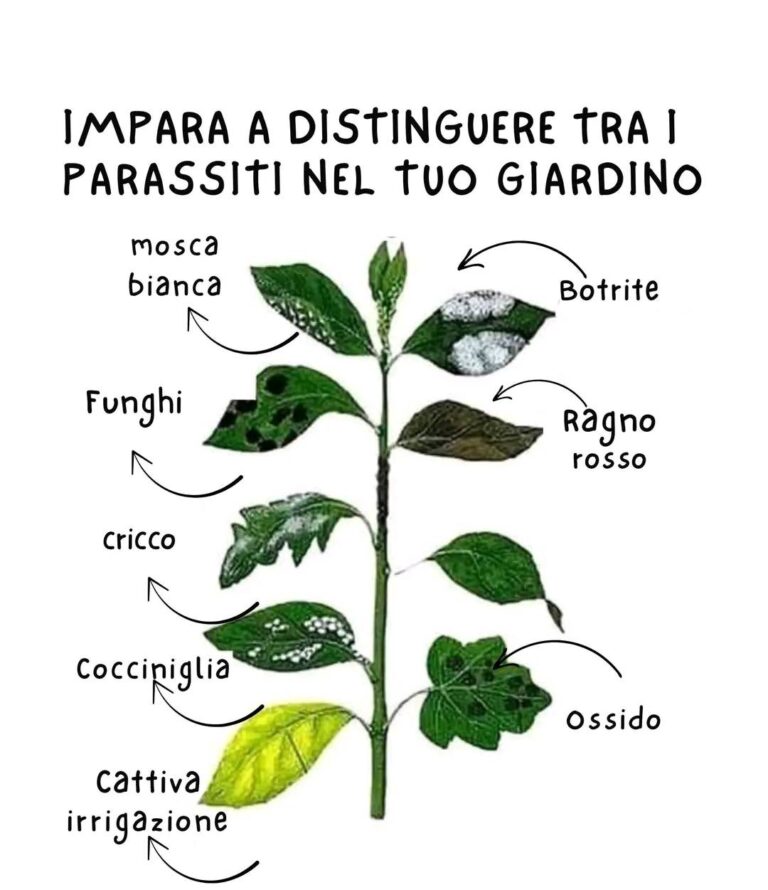 IMPARA A DISTINGUERE TRA I PARASSITI NEL TUO GIARDINo