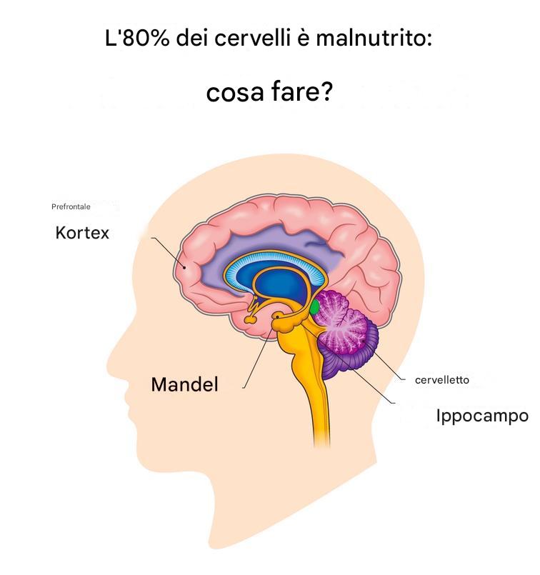 L'80% dei cervelli è malnutrito: come puoi nutrire adeguatamente il tuo cervello?