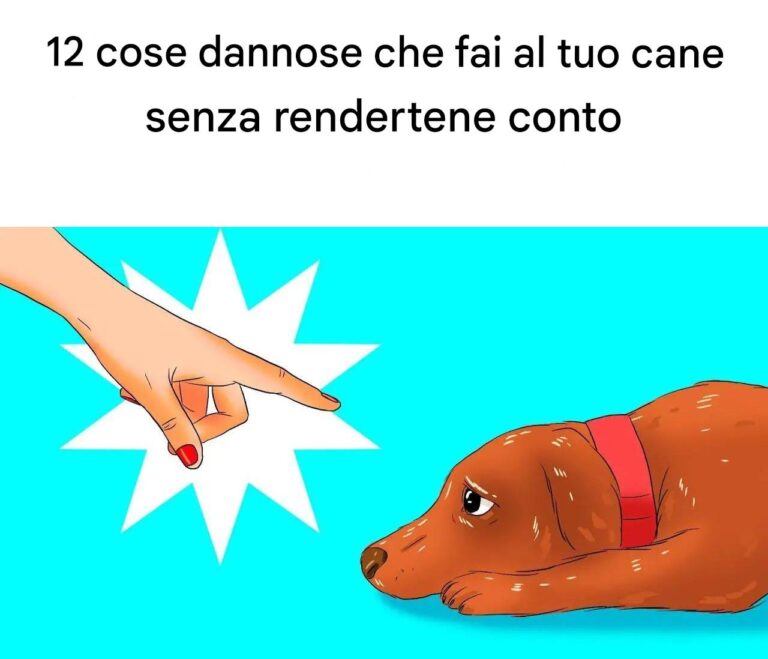 12 cose dannose che fai al tuo cane senza rendertene conto