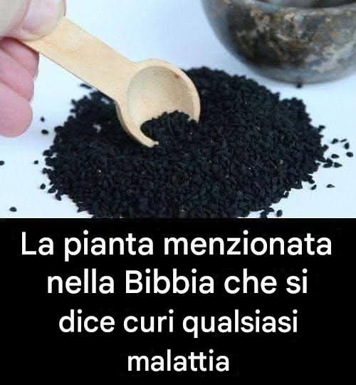 L’erba biblica da tempo riconosciuta per le sue proprietà medicinali è oggi riconosciuta per il suo profondo effetto sulla salute