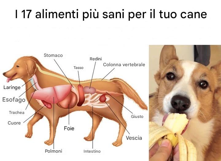 I 17 alimenti più sani per il tuo cane