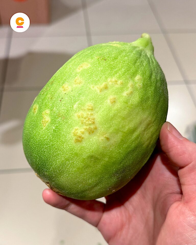 Carosello e barattiere, cosa sono i meloni pugliesi che sanno di cetriolo