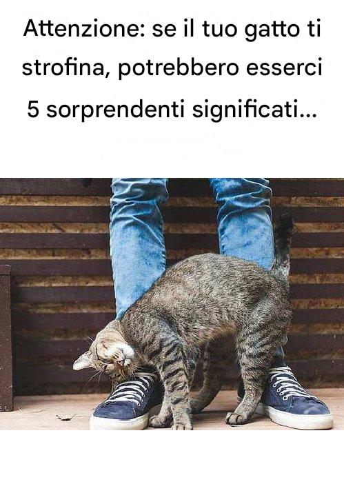 Il tuo gatto si strofina spesso contro di te? Cosa significa questo comportamento?