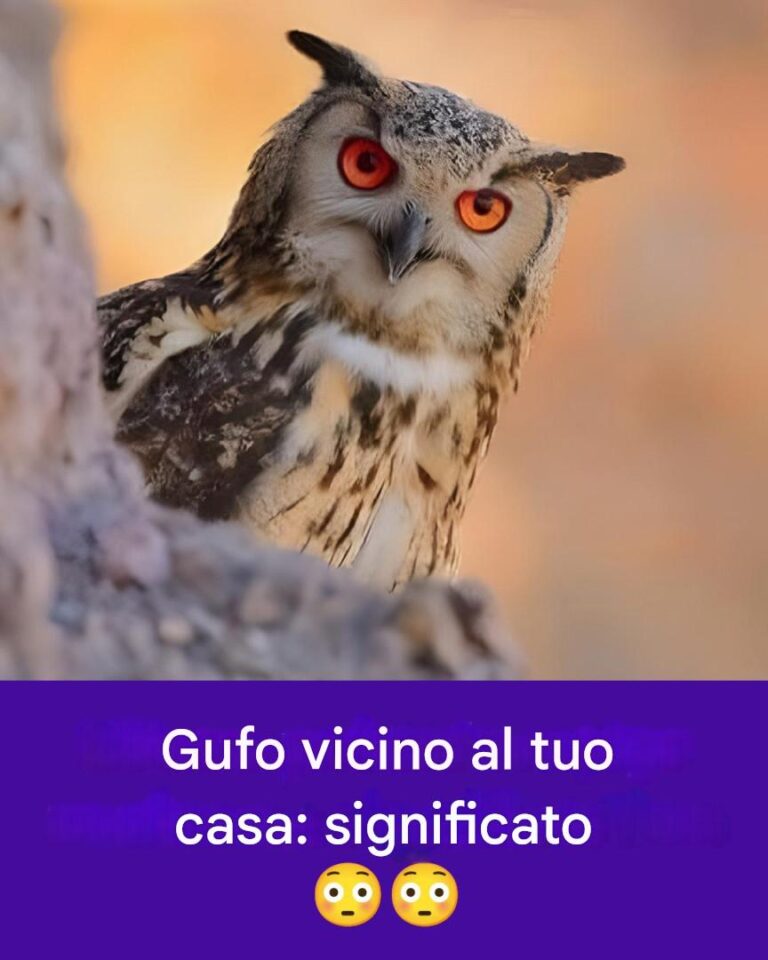 Gufo: cacciatore silenzioso o guida spirituale?