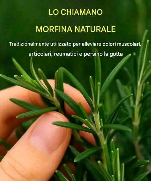 Come coltivare questa pianta in abbondanza in casa