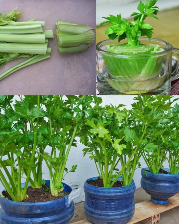 rema Biancaneve Ricetta scritta nel primo commentoIngredienti:– 500 ml di latte intero– 4 tuorli d’uovo– 100 g di zuccheroRicetta nel primo commento