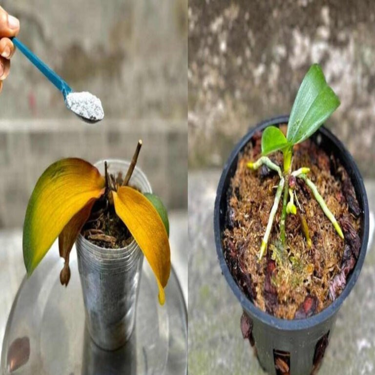 La Rinascita dell’Orchidea: Un Cucchiaino di Magia per Ravvivare una Pianta Morente