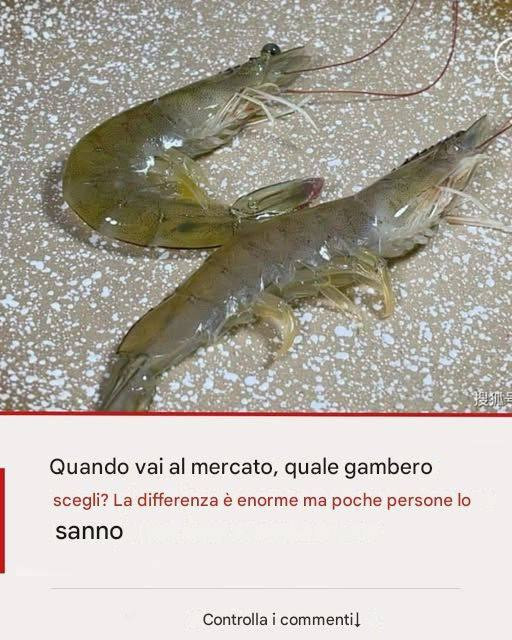 Quando andiamo al mercato, dovremmo scegliere “gamberi dritti” o “gamberi curvi”? La differenza è enorme
