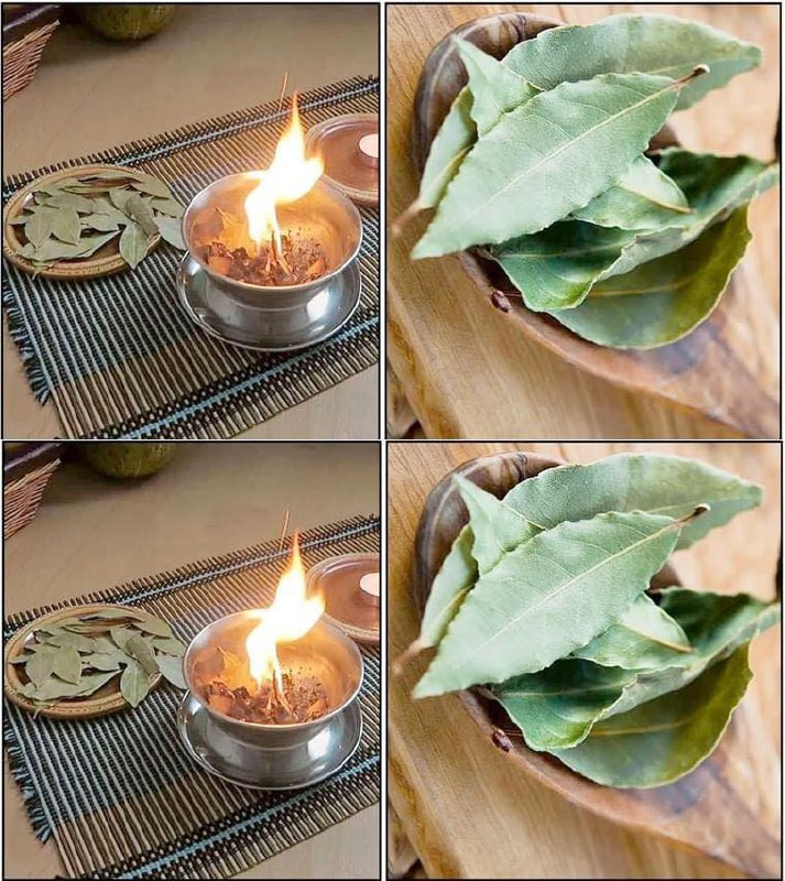 6 incredibili benefici della combustione delle foglie di alloro