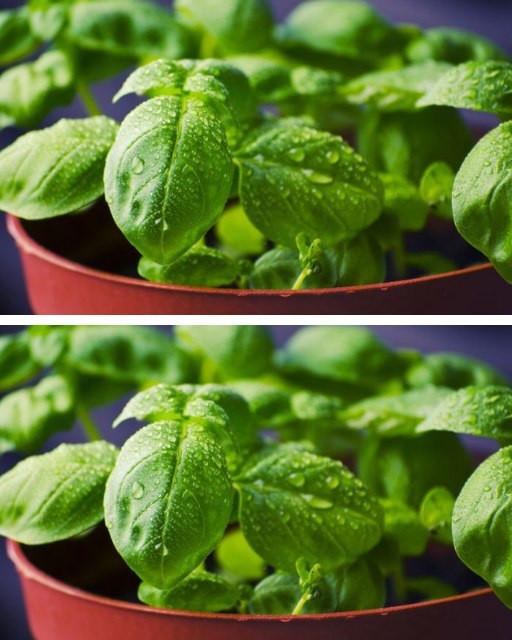 Come conservare il basilico fresco da utilizzare in vari pasti