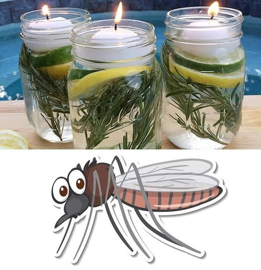 Come preparare un repellente per insetti naturale ed efficace