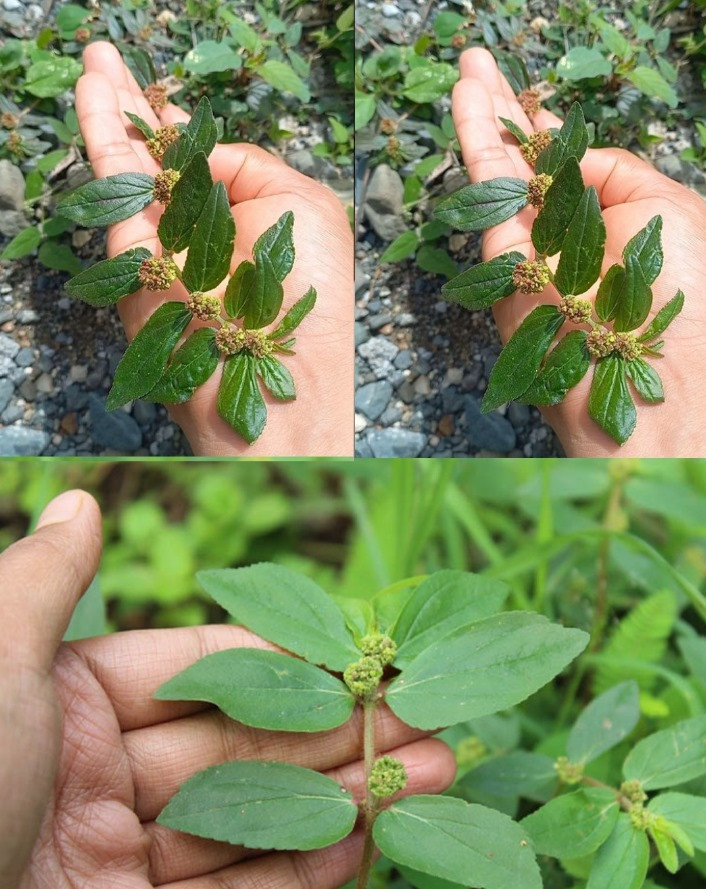 Euphorbia Hirta: una pianta dalle molteplici virtù