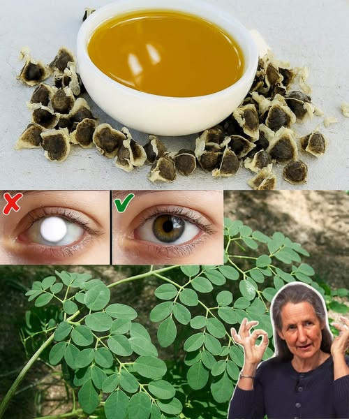 Semi di Moringa: queste piccole meraviglie che possono trasformare la tua salute