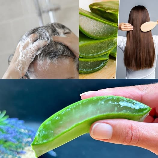 L’aria cresce come una pazza e smette di cadere: la magia dell’aloe vera per i capelli
