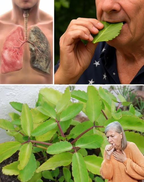 11 bienfaits surprenants de la feuille miracle de la vie