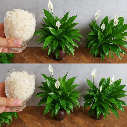 Giglio della pace, solo con questo ingrediente fiorisce fino a 10 anni di fila