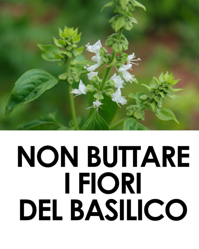 Cosa Fare con i Fiori del Basilico: Idee Creative e Benefici