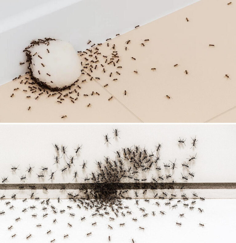 Il trucco del riso e altri 3 metodi naturali per allontanare le formiche da casa