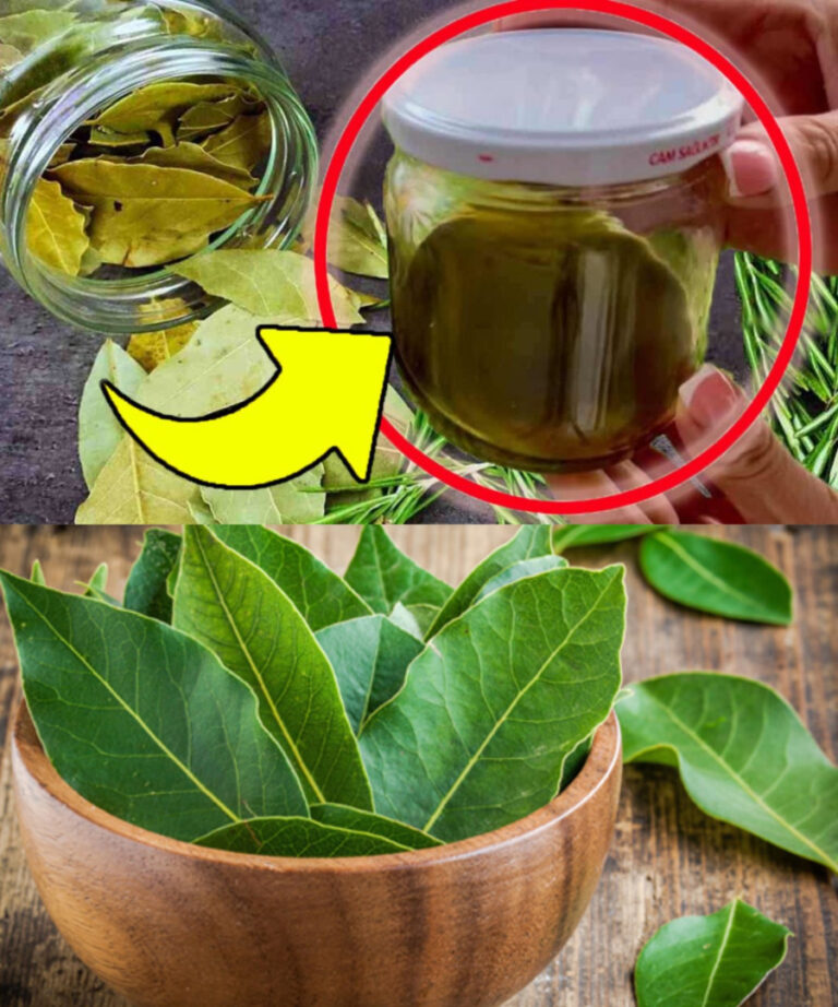 FOGLIE DI ALLORO IMMERSE IN UN BARATTOLO D’OLIO: INNUMEREVOLI E IMMEDIATI BENEFICI