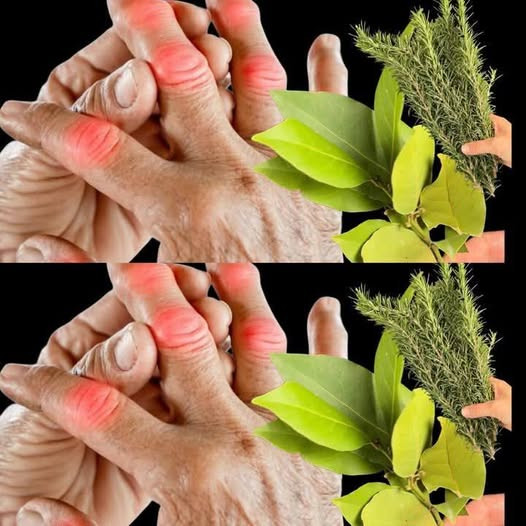 Foglia di alloro: un milione di volte più forte di qualsiasi unguento! Correrai di nuovo come un adolescente