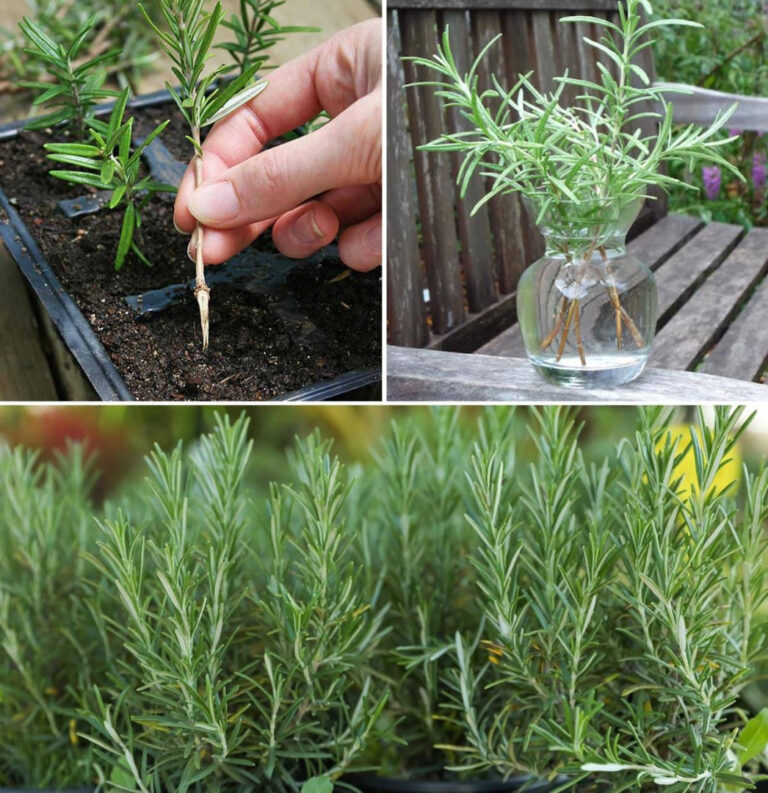 Come coltivare il rosmarino in vaso partendo da un rametto o da un seme