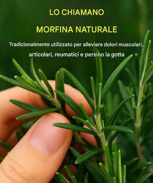 Come coltivare questa pianta in abbondanza in casa