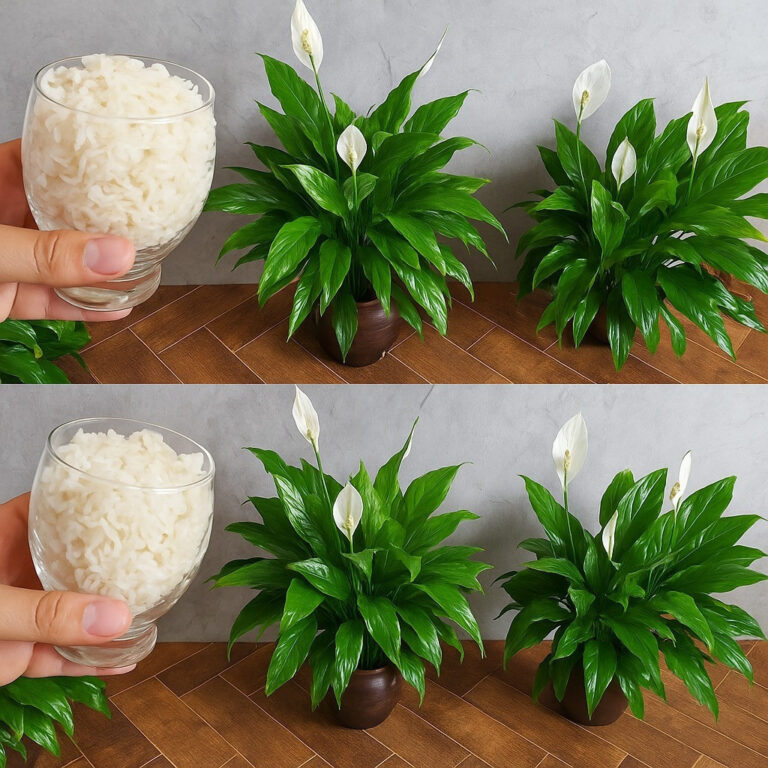 Giglio della pace, solo con questo ingrediente fiorisce fino a 10 anni di fila