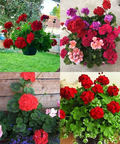 eranio: quando e come potarlo per una fioritura spettacolare?