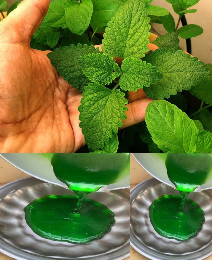 La menta è una pianta versatile dai molteplici benefici