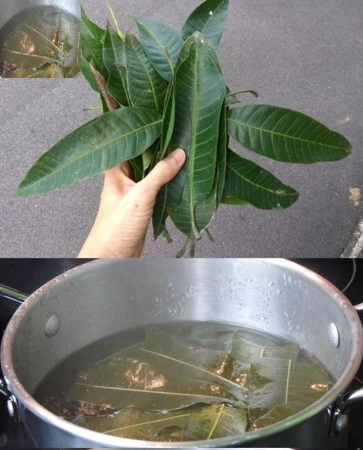 Tutti amano i manghi, ma la maggior parte delle persone non si rende conto di quanto siano importanti le loro foglie