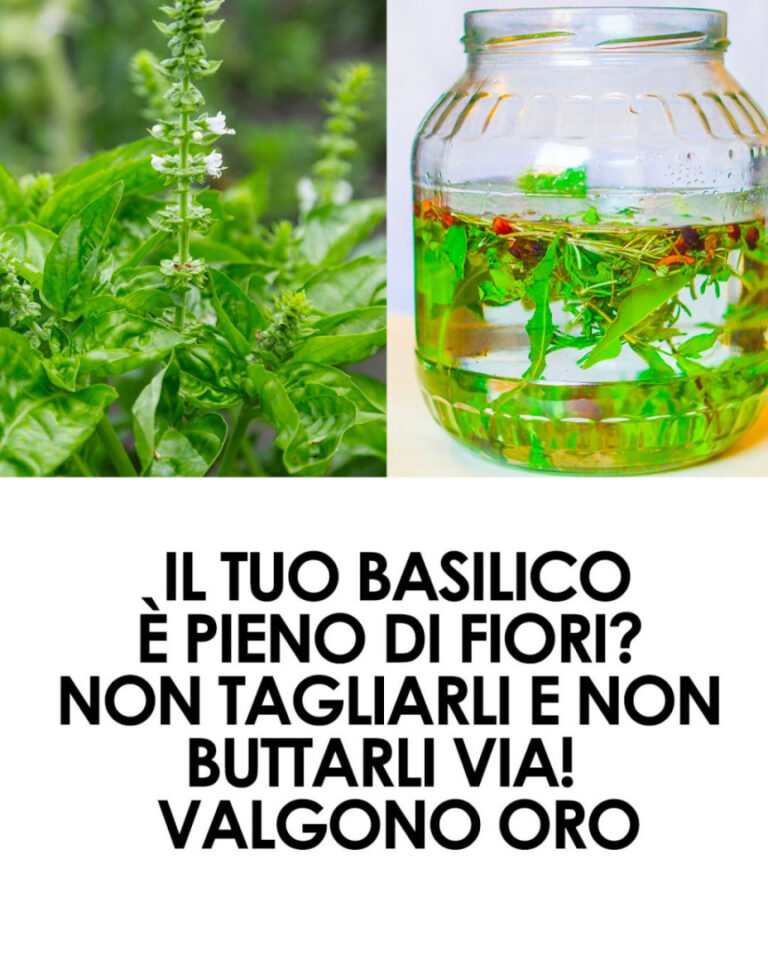 Olio essenziale al basilico: come farlo in casa