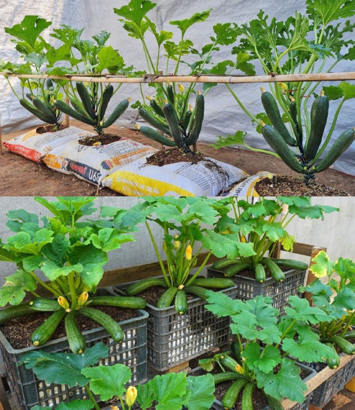 Zucchine: per un raccolto abbondante, non piantarle mai vicino a queste colture!