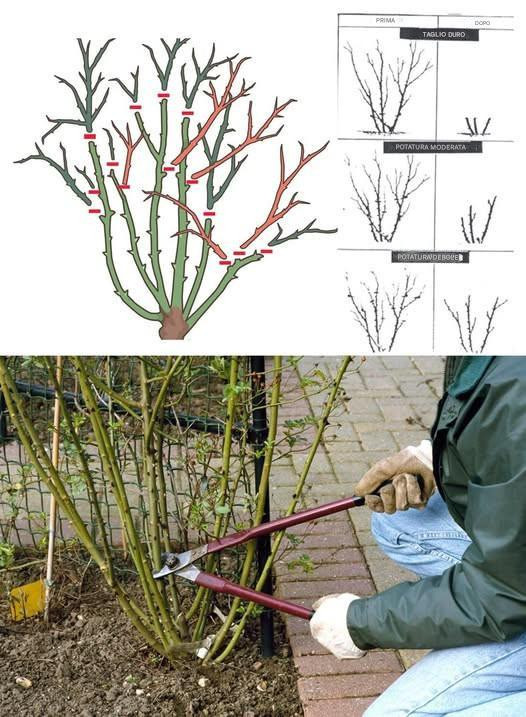 Come Potare Correttamente le Rose?